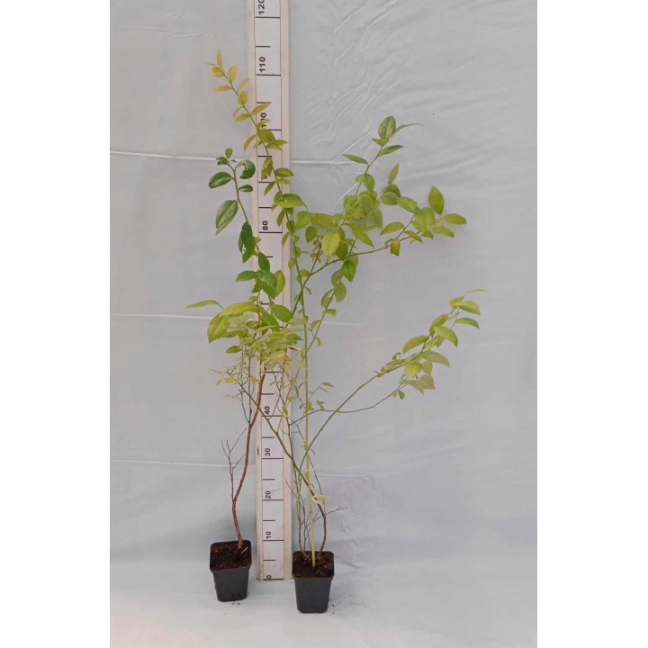 Borówka amerykańska Bluecrop – smakowita sadzonka 40–50 cm, z paszportem, gotowa do sadzenia