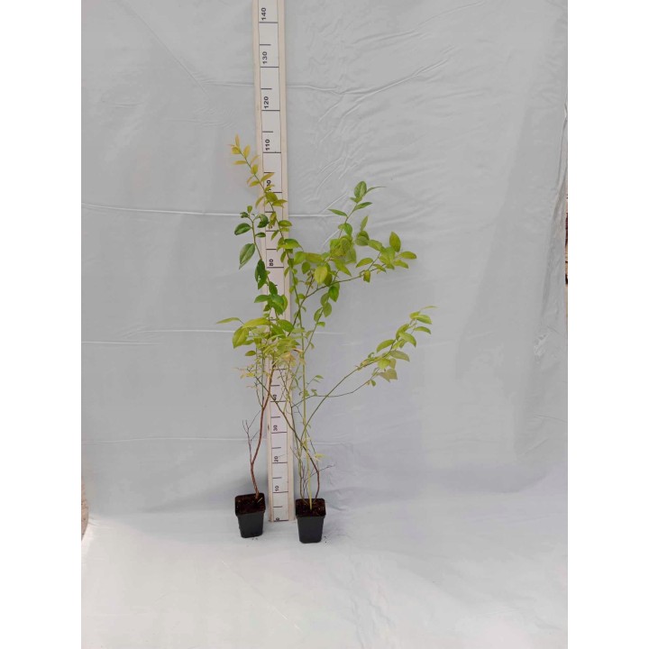 Borówka amerykańska Bluecrop – smakowita sadzonka 40–50 cm, z paszportem, gotowa do sadzenia