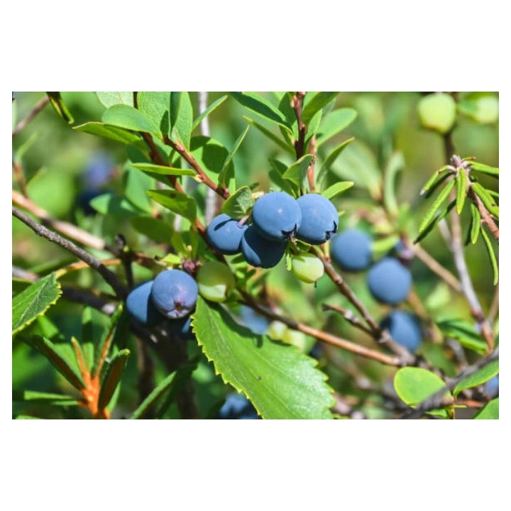 Borówka amerykańska Bluecrop – smakowita sadzonka 40–50 cm, z paszportem, gotowa do sadzenia