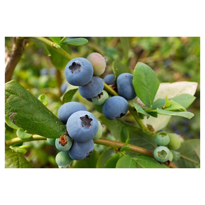 Borówka amerykańska Bluecrop – smakowita sadzonka 40–50 cm, z paszportem, gotowa do sadzenia