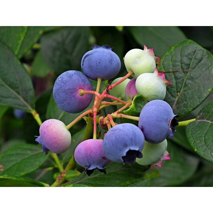 Borówka amerykańska Bluecrop – smakowita sadzonka 40–50 cm, z paszportem, gotowa do sadzenia