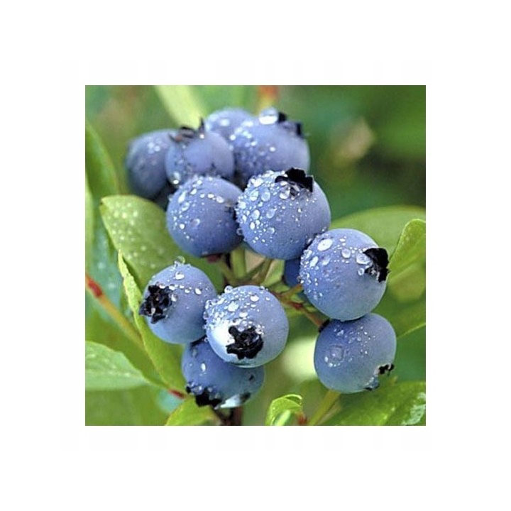 Borówka amerykańska BLUECROP sadzonka 40–50 cm P9 – duże, słodkie owoce, mrozoodporna
