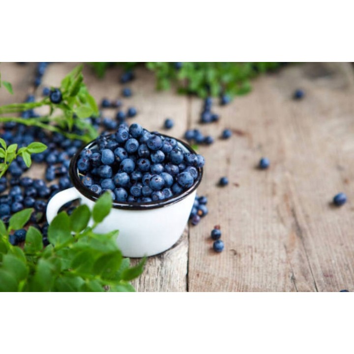 Borówka amerykańska Bluecrop – smakowita sadzonka 40–50 cm, z paszportem, gotowa do sadzenia