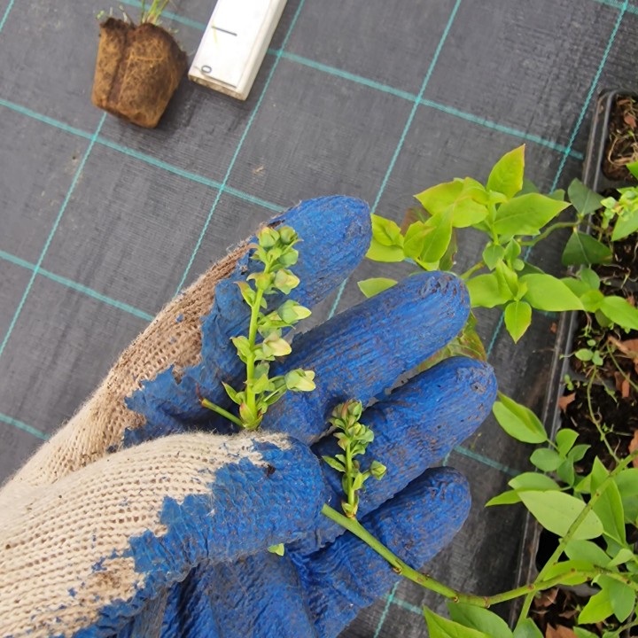 Borówka amerykańska BLUECROP sadzonka 40–50 cm P9 – duże, słodkie owoce, mrozoodporna