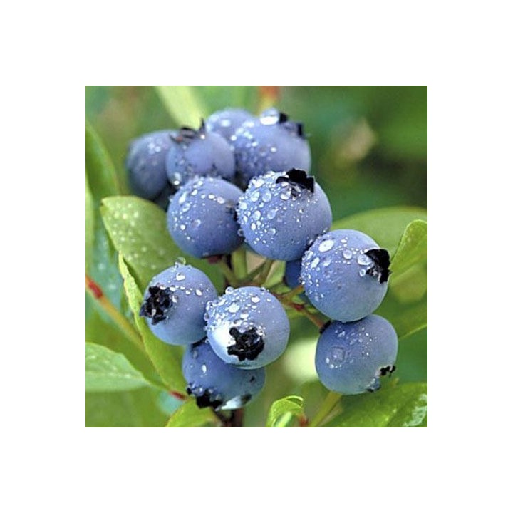 Borówka amerykańska Bluecrop – smakowita sadzonka 40–50 cm, z paszportem, gotowa do sadzenia