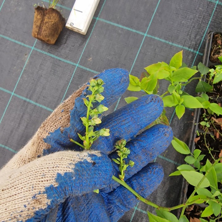 Borówka amerykańska 'Bluecrop' – duża sadzonka P9, smaczne i mrozoodporne owoce