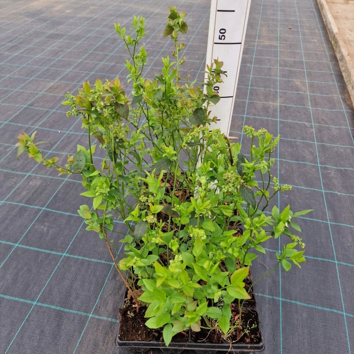 Borówka amerykańska BLUECROP sadzonka 40–50 cm P9 – duże, słodkie owoce, mrozoodporna