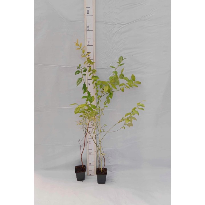 Borówka amerykańska BLUECROP sadzonka 40–50 cm P9 – duże, słodkie owoce, mrozoodporna