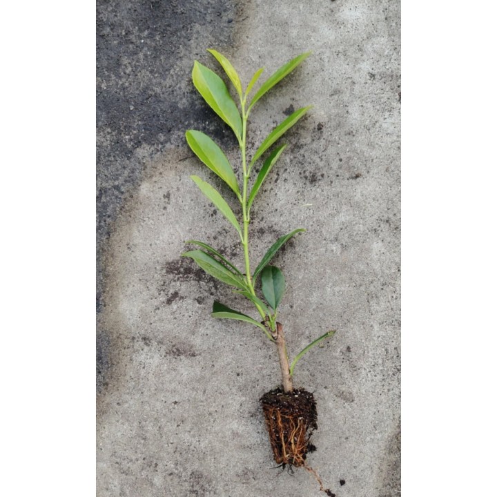 Laurowiśnia 'caucasica' 30–40 cm | Gęsty żywopłot multipaleta
