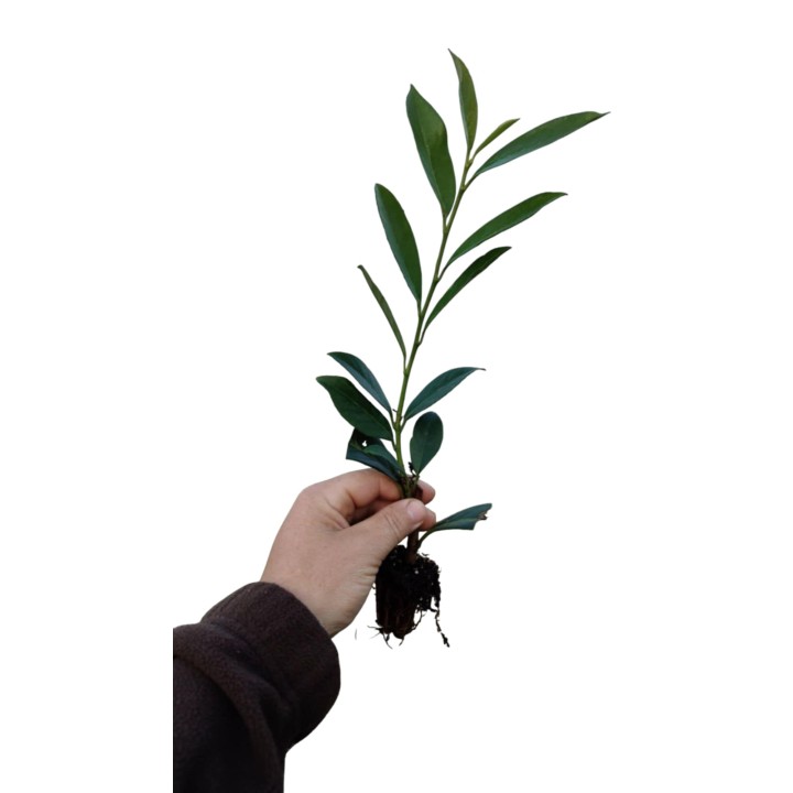 Laurowiśnia 'caucasica' 30–40 cm | Gęsty żywopłot multipaleta