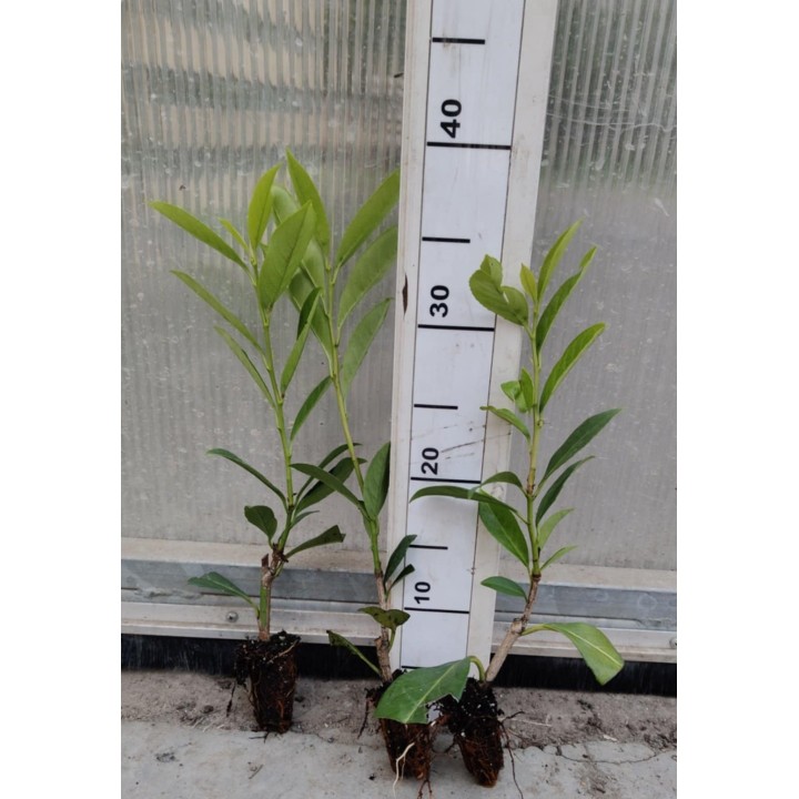 Laurowiśnia 'caucasica' 30–40 cm | Gęsty żywopłot multipaleta