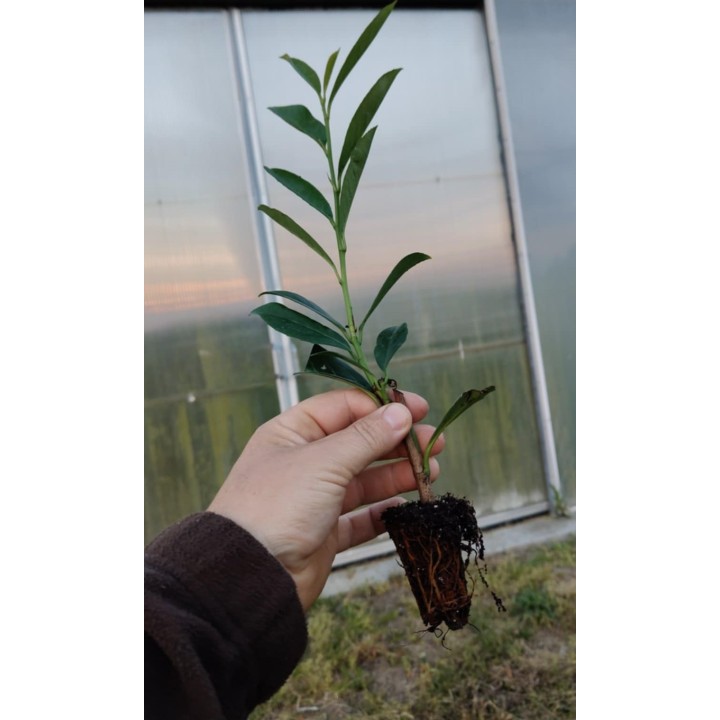 Laurowiśnia 'caucasica' 30–40 cm | Gęsty żywopłot multipaleta