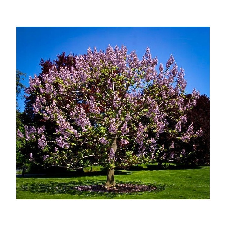Paulownia Cesarska – Szybkorosnąca sadzonka 50–70 cm (P9) „Drzewo Tlenowe”