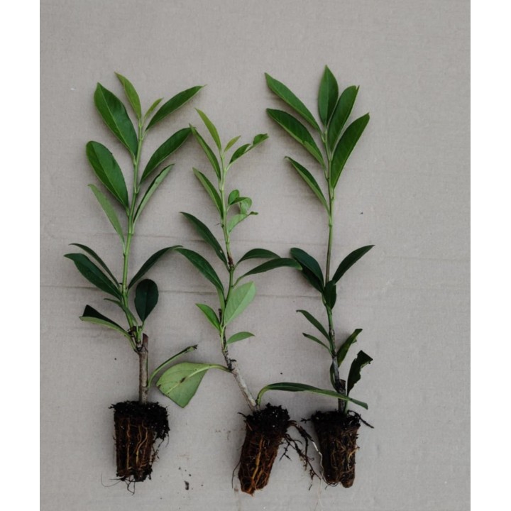 Laurowiśnia 'caucasica' 30–40 cm | Gęsty żywopłot multipaleta