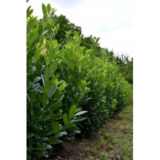 Laurowiśnia Caucasica - pakiet 10 sadzonek P9, zimozielony żywopłot 50-80 cm, paszport