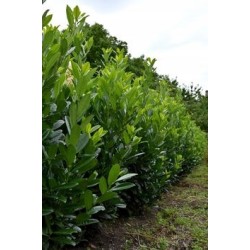 Laurowiśnia wschodnia Caucasica (Prunus laurocerasus) 50-70 cm – pakiet 10 szt. P9