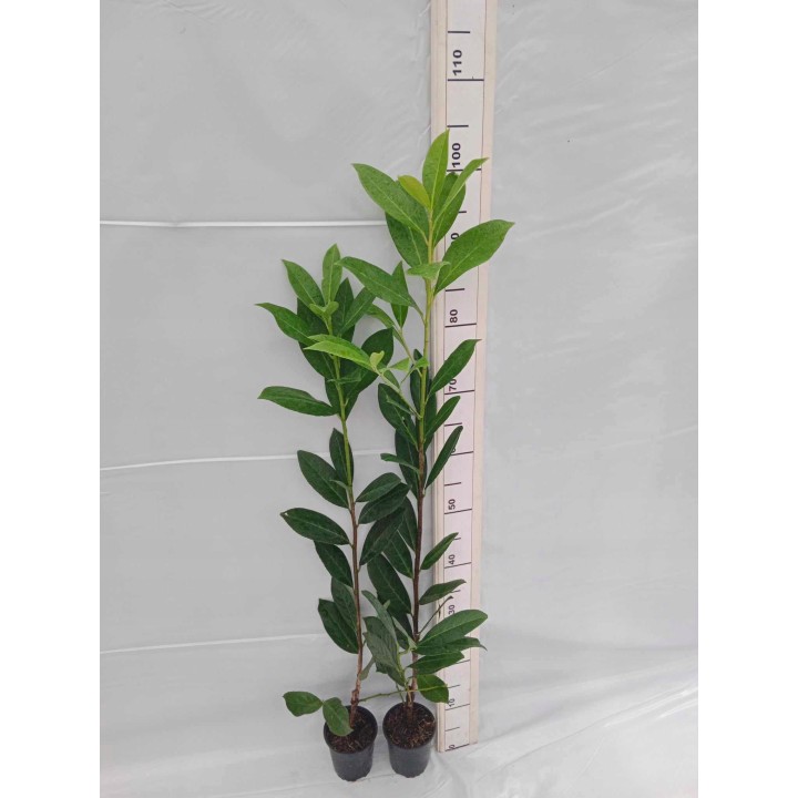 Laurowiśnia Caucasica - pakiet 10 sadzonek P9, zimozielony żywopłot 50-80 cm, paszport