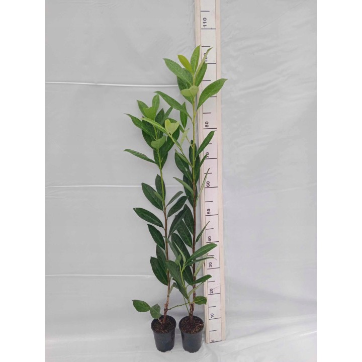 Laurowiśnia Caucasica - pakiet 10 sadzonek P9, zimozielony żywopłot 50-80 cm, paszport