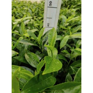 Laurowiśnia Novita 30-40 cm – zimozielona sadzonka do żywopłotu, z paszportem