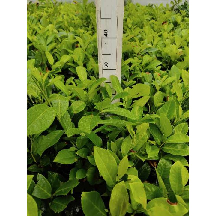 Laurowiśnia Novita 30-40 cm – zimozielona sadzonka do żywopłotu, z paszportem