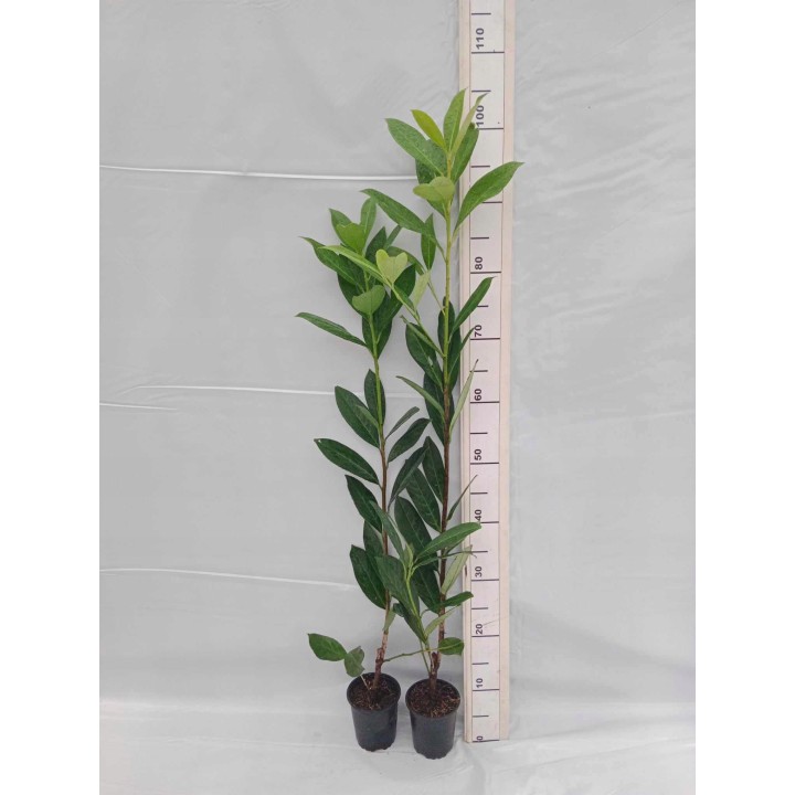 Laurowiśnia Caucasica – zimozielona sadzonka 80 cm idealna na żywopłot (doniczka P9)