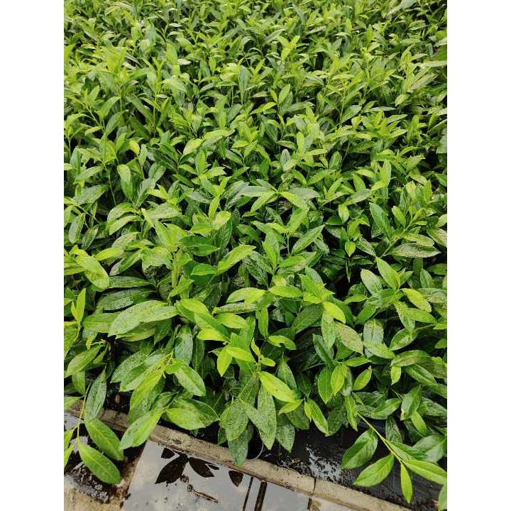 Laurowiśnia Novita 30-40 cm – zimozielona sadzonka do żywopłotu, z paszportem