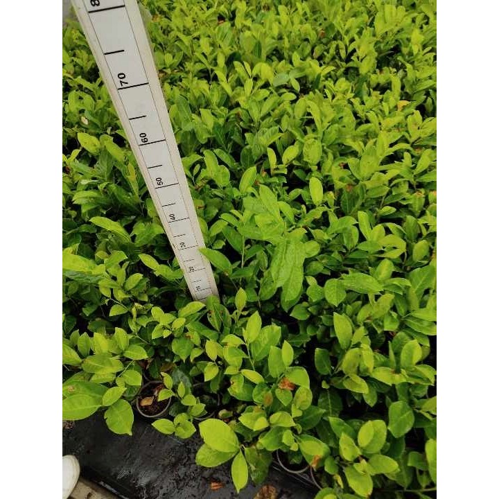 Laurowiśnia Novita 30-40 cm – zimozielona sadzonka do żywopłotu, z paszportem
