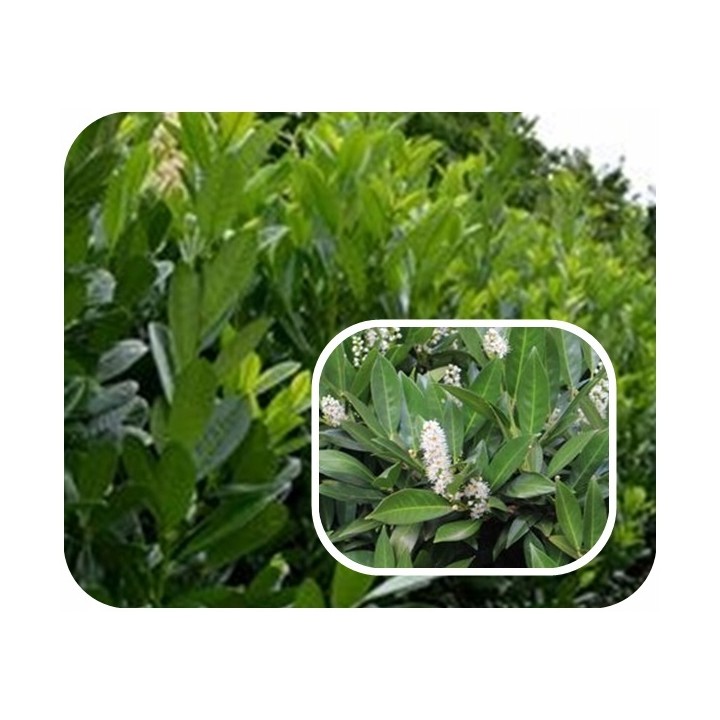 Laurowiśnia Caucasica - pakiet 10 sadzonek P9, zimozielony żywopłot 50-80 cm, paszport