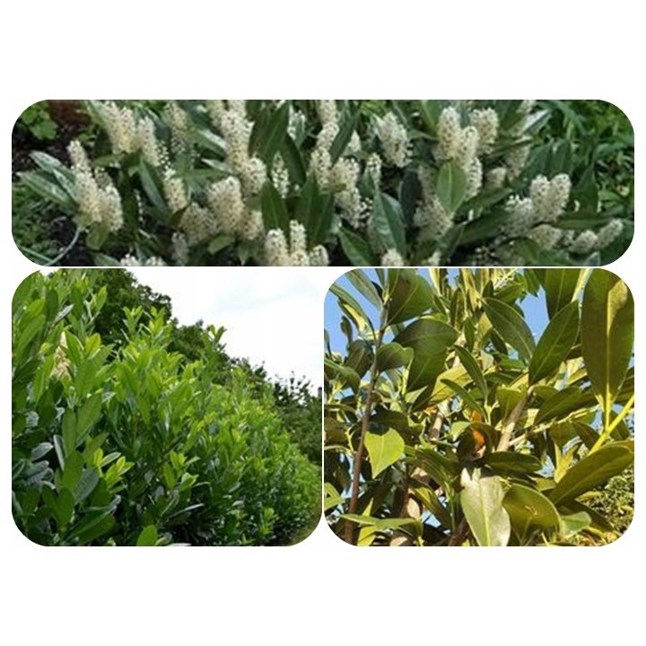 Laurowiśnia Caucasica - pakiet 10 sadzonek P9, zimozielony żywopłot 50-80 cm, paszport