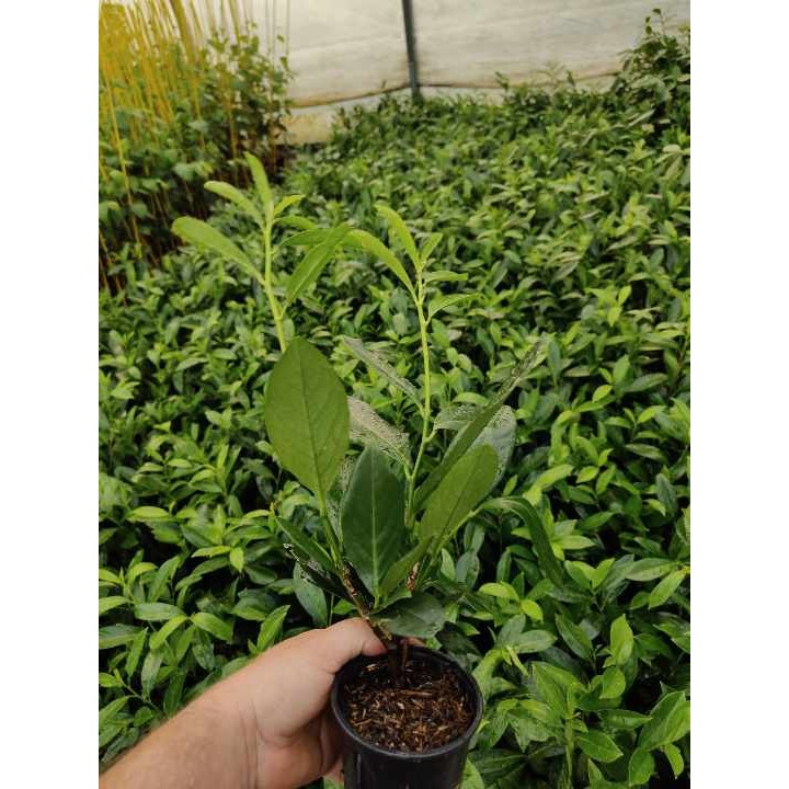 Laurowiśnia Caucasica - pakiet 10 sadzonek P9, zimozielony żywopłot 50-80 cm, paszport