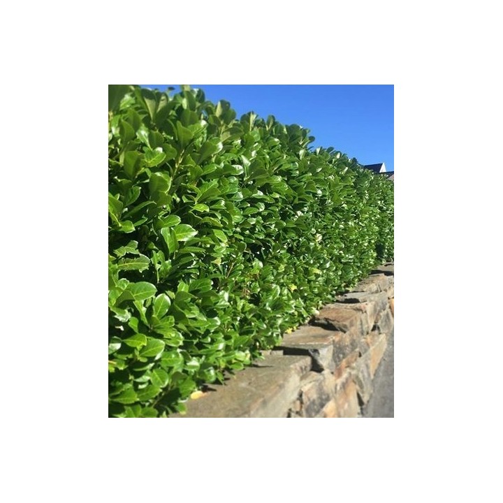 Laurowiśnia 'Caucasica' 70–90 cm w doniczce — idealna na gęsty, zimozielony żywopłot