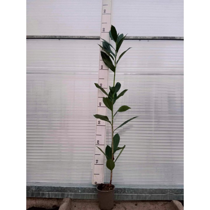 Laurowiśnia 'Caucasica' 70–90 cm w doniczce — idealna na gęsty, zimozielony żywopłot