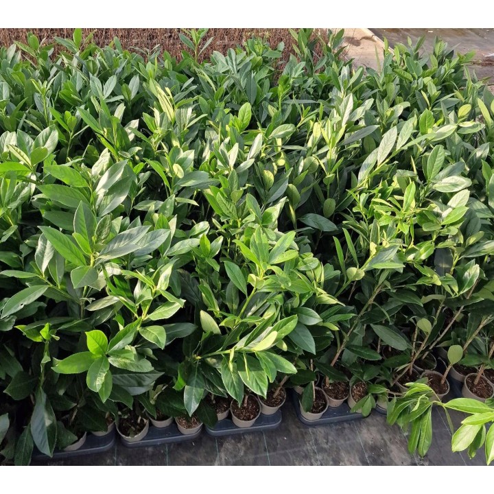 Laurowiśnia Caucasica – zimozielona sadzonka 80 cm idealna na żywopłot (doniczka P9)