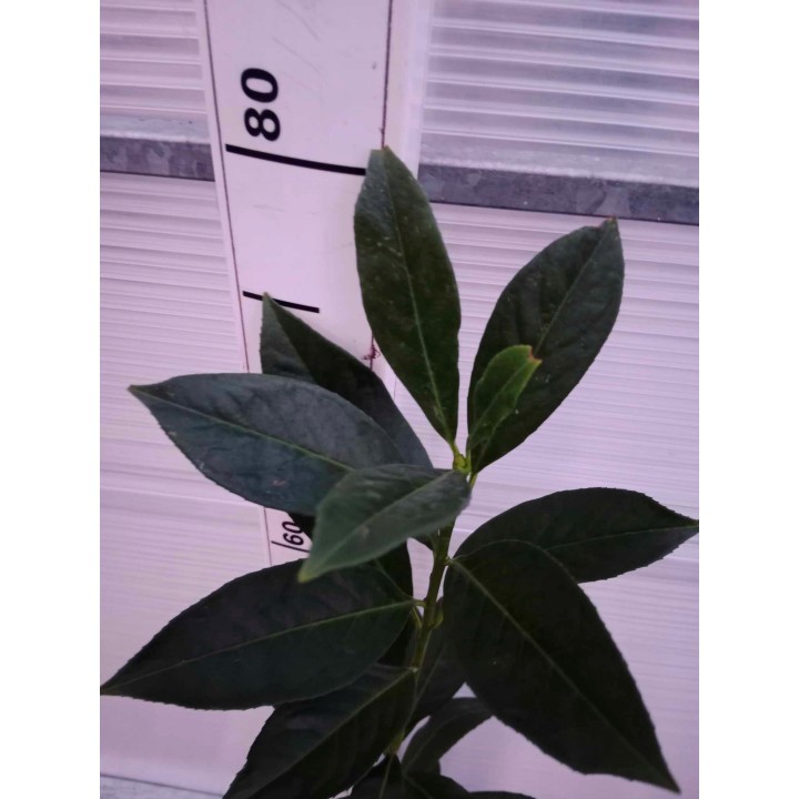 Laurowiśnia 'Caucasica' 70–90 cm w doniczce — idealna na gęsty, zimozielony żywopłot