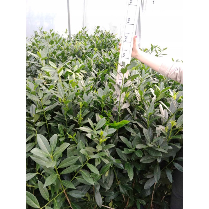 Laurowiśnia 'Caucasica' 70–90 cm w doniczce — idealna na gęsty, zimozielony żywopłot