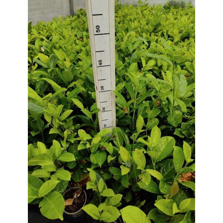 Laurowiśnia 'Novita' 30–40 cm w doniczce – gęsty, zimozielony żywopłot (sadzonka)