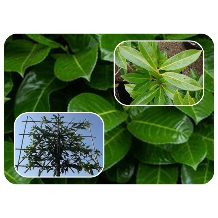 Laurowiśnia 'Caucasica' 70–90 cm w doniczce — idealna na gęsty, zimozielony żywopłot