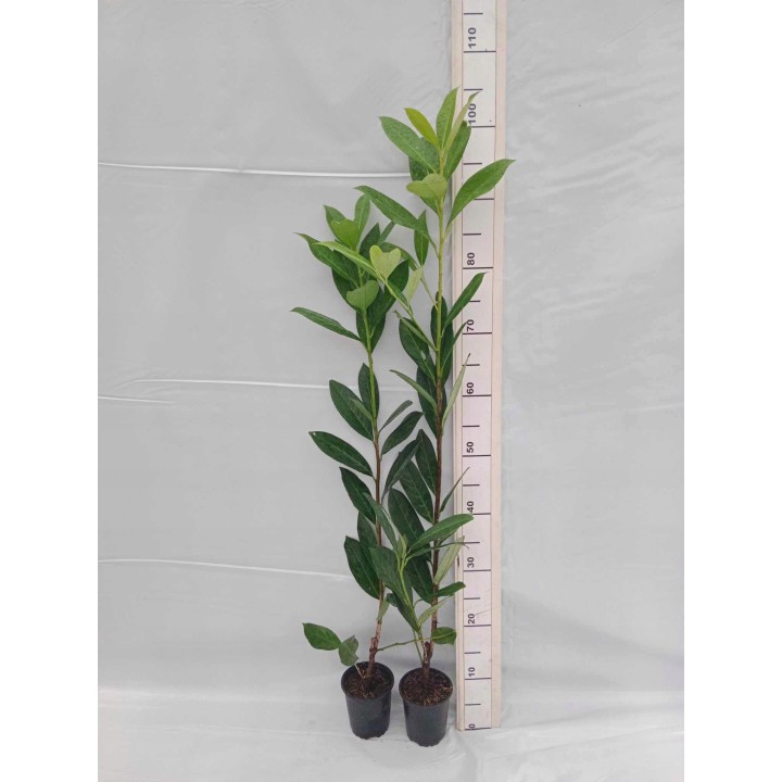 Laurowiśnia 'Caucasica' 70–90 cm w doniczce — idealna na gęsty, zimozielony żywopłot