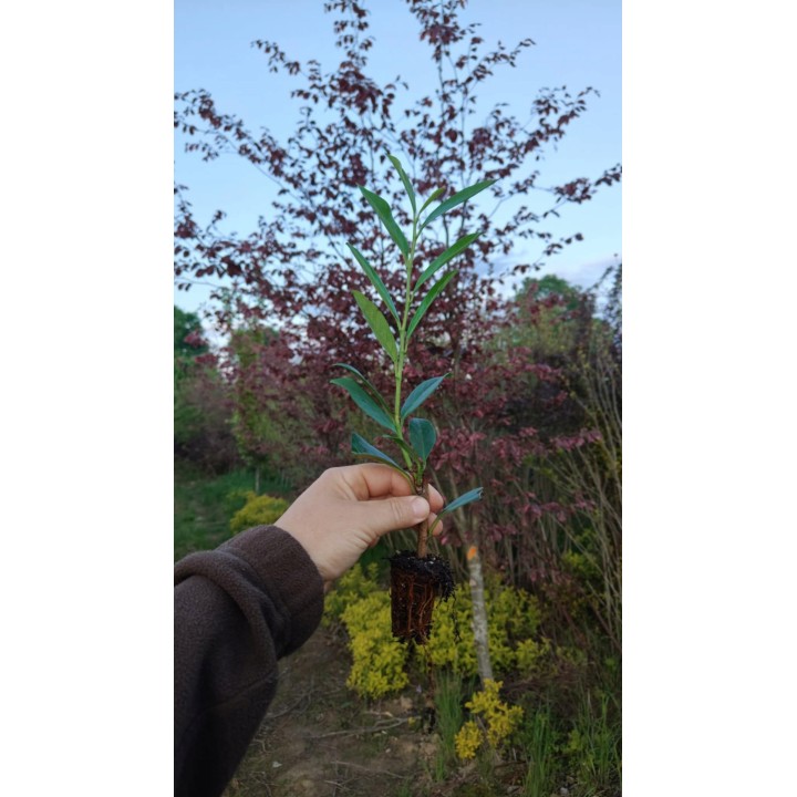 Laurowiśnia Caucasica 30–50 cm – zimozielona sadzonka na żywopłot, 1 szt.