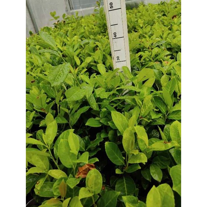 Laurowiśnia 'Novita' 30–40 cm w doniczce – gęsty, zimozielony żywopłot (sadzonka)