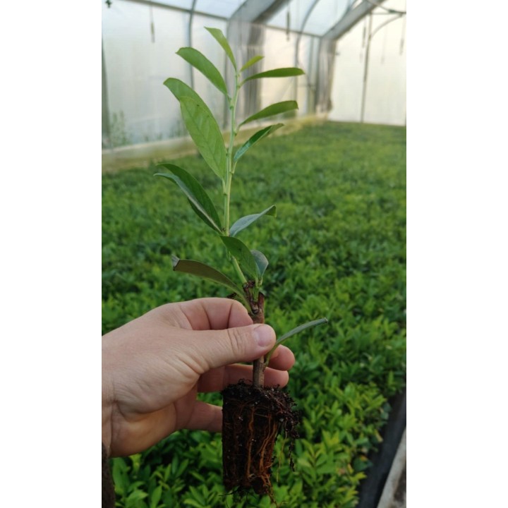 Laurowiśnia Caucasica 30–50 cm – zimozielona sadzonka na żywopłot, 1 szt.