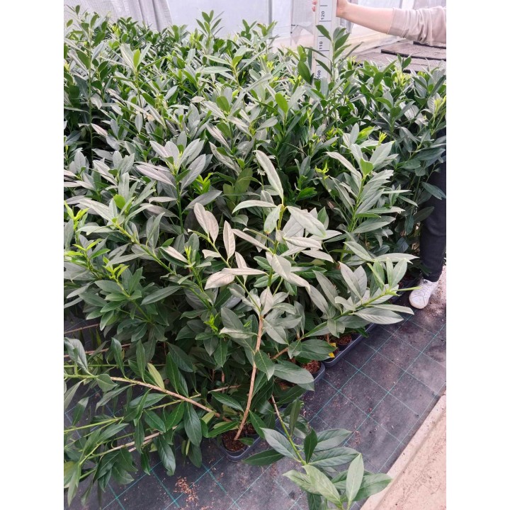 Laurowiśnia 'Caucasica' 70–90 cm w doniczce — idealna na gęsty, zimozielony żywopłot