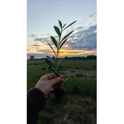 Laurowiśnia 'Caucasica' (Prunus laurocerasus) sadzonki 30-50 cm - 10 szt.