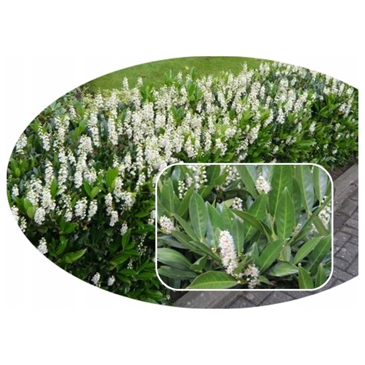 Laurowiśnia Caucasica 30–50 cm – zimozielona sadzonka na żywopłot, 1 szt.