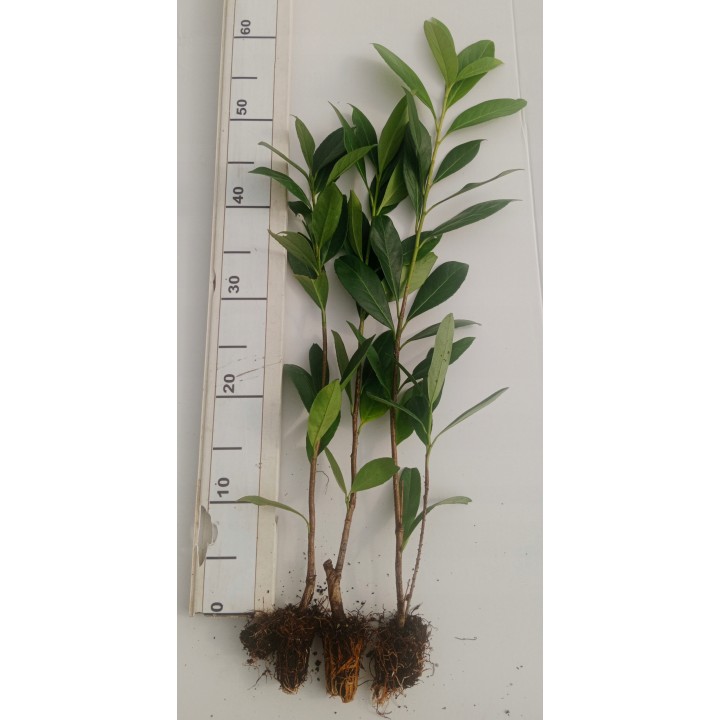 Laurowiśnia Caucasica 30–50 cm – zimozielona sadzonka na żywopłot, 1 szt.