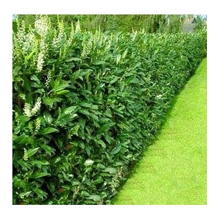 Laurowiśnia Caucasica 40–60 cm P9 — Zimozielony żywopłot, gotowa sadzonka Polska