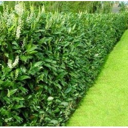 Laurowiśnia Caucasica 40–60 cm P9 — Zimozielony żywopłot, gotowa sadzonka Polska