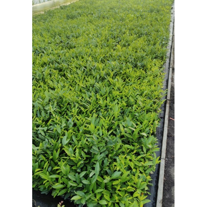 Laurowiśnia Caucasica 10szt (30–50 cm) – gęsty, zimozielony żywopłot z paszportem