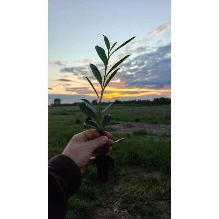 Laurowiśnia Caucasica 40–60 cm P9 — Zimozielony żywopłot, gotowa sadzonka Polska