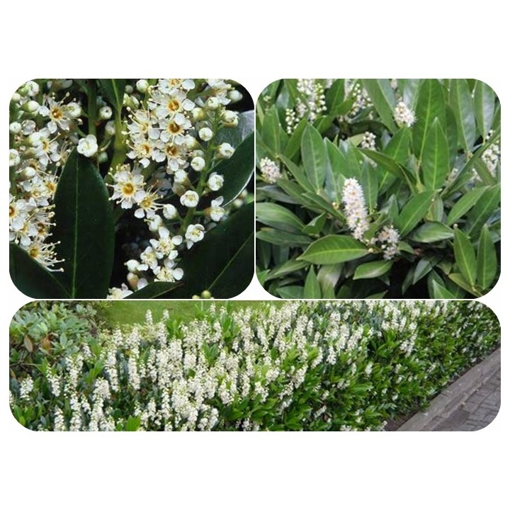 Laurowiśnia Caucasica 10szt (30–50 cm) – gęsty, zimozielony żywopłot z paszportem
